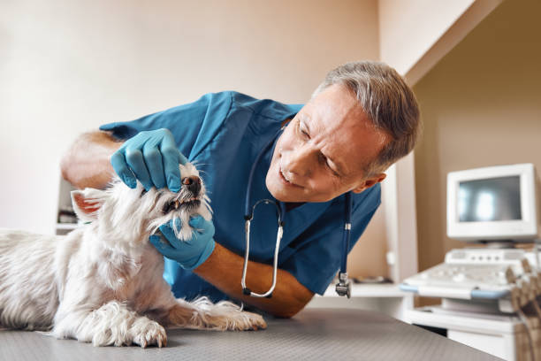 Best Emergency Wisdom Tooth Extraction in Osprey, FL
